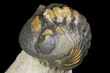 Cyphaspis Trilobite With Translucent Shell & Austerops #163377-7